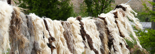 The Decomposition Journey: Wool vs. Synthetic Rugs