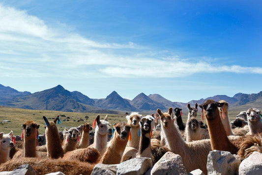 A Day in the Life of a Llama: Survival, Balance and Community