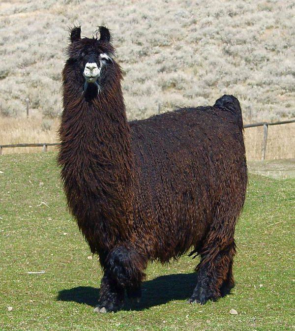 black llamas of the andes argentina
