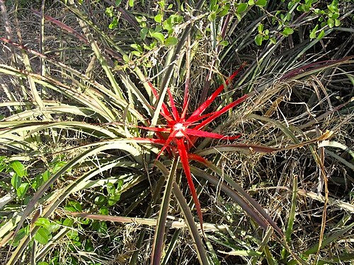 Survival of the Fittest Argentina's Bromeliads adaptation in the wild